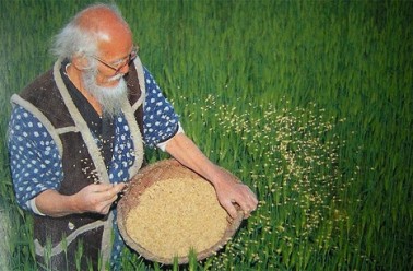 Masanobu Fukuoka, auteur de "La révolution d'un seul brin de paille..."