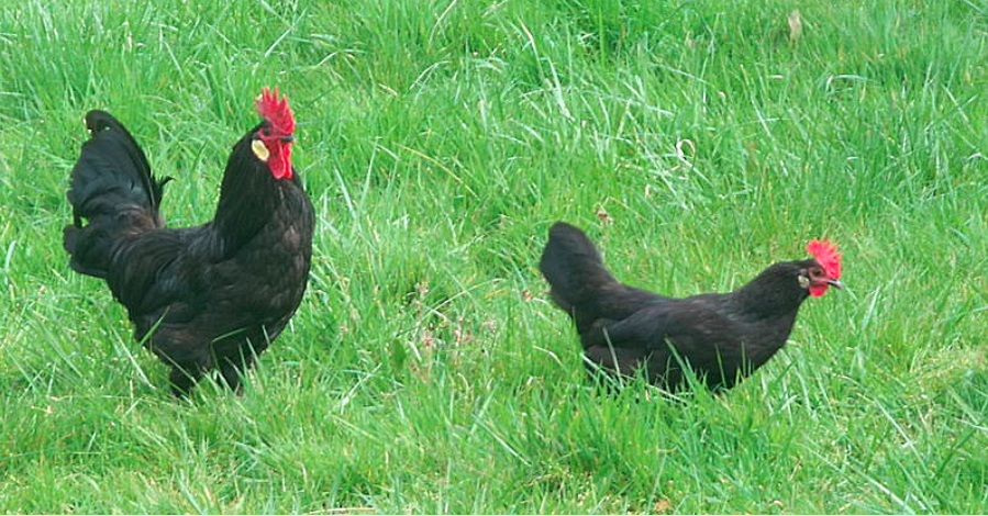 Poules landaises